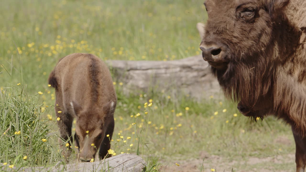 Adorabile cucciolo di bisonte sta vicino alla madre in un prato, inquadratura ravvicinata.