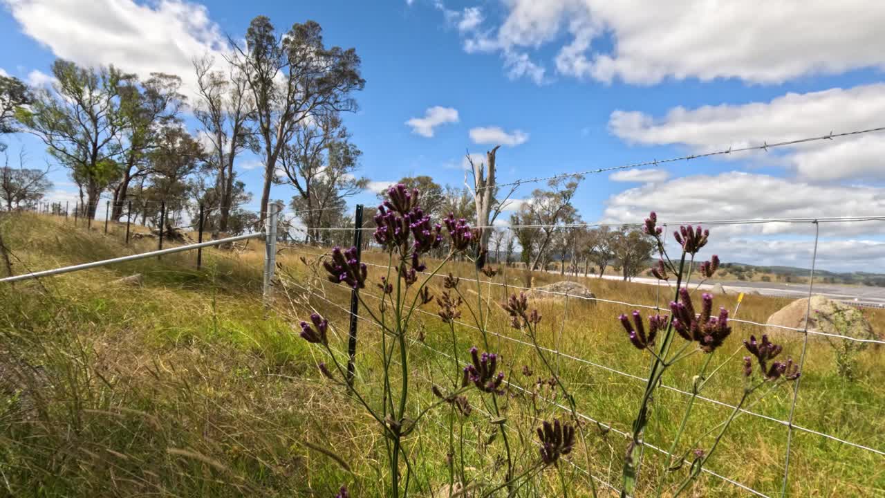 보라색 야생 꽃은 이 많은 에서 부드럽게 움직입니다.