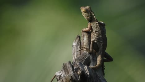 lizard in tree waiting for food - relaxing