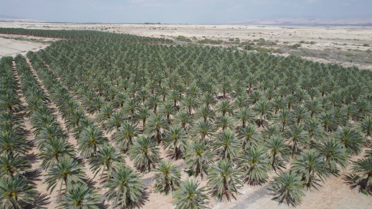 dates palms fields at the dead sea israel