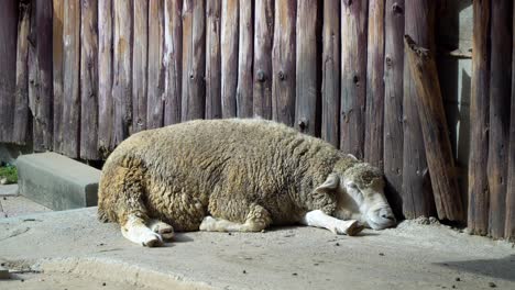 ovejas durmiendo en el suelo asfaltado cerca de la pared de madera del edificio en la granja en un día soleado