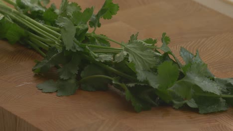 Separando-Las-Hojas-Las-Hojas-Del-Cilantro-De-Los-Tallos-Para-La-Leche-De-Tigre