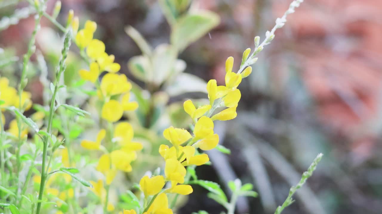 노란 꽃이 바람에 부드럽게 흔들리고