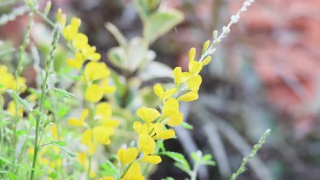 yellow flowers swaying gently in the wind