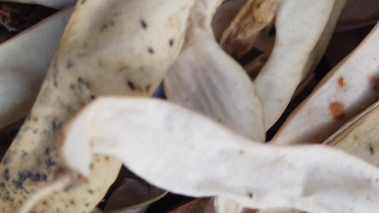 건강한 콩 수확