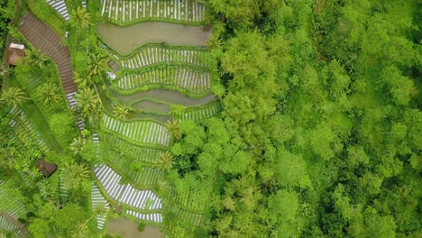 Luftaufnahme-Der-Gemüseplantage-An-Der-Seite-Des-Waldes