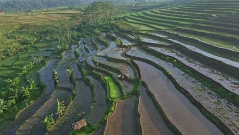 Vista-De-Drones-De-Los-Agricultores-Trabajando-En-El-Campo-De-Arroz