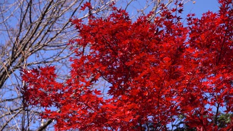 beautiful bright red japanese maple leaf tree in autumn colors against blue sky