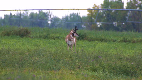 antilope nel sud del dakota antilope nel sud del dakota