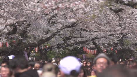 tourists walking beneath cherry blossom