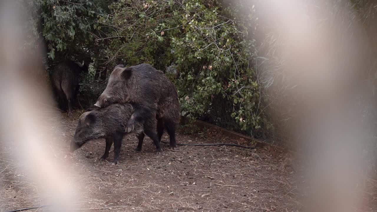 los jabalíes se aparean en un patio en haifa, israel