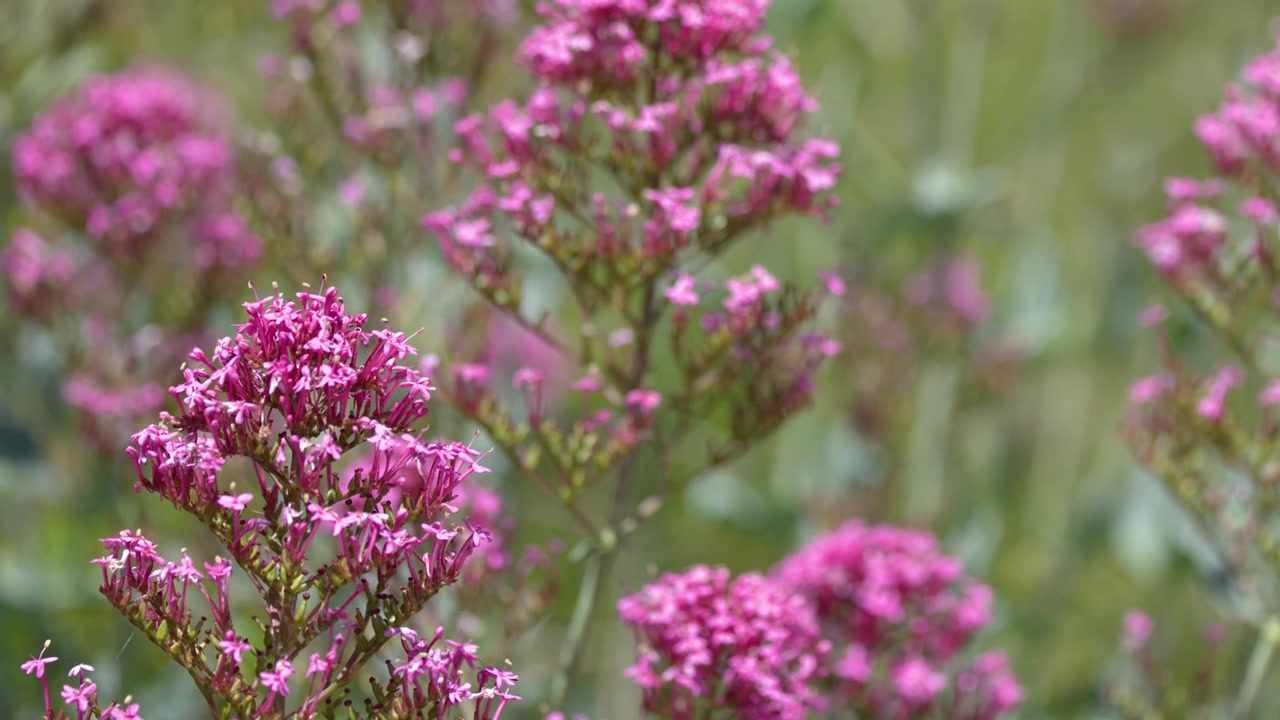 Nærbilde av levende rosa vendelrotblomster som svaier forsiktig i skarpt naturlig dagslys