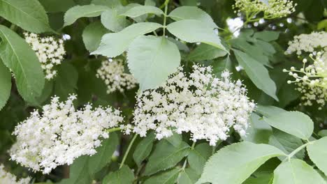 White Elder Flowers on a Summer Day Sambuca is Black Nature White Elder Flowers on a Summer Day Sambuca is Black Nature