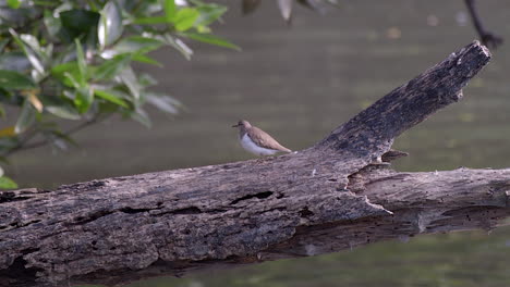 a lovely plover bird resting on branch of a tree above the lake - close up shot