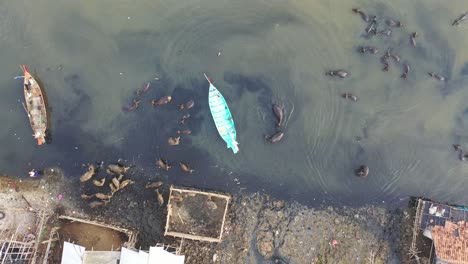 water buffalo and boats in a polluted river