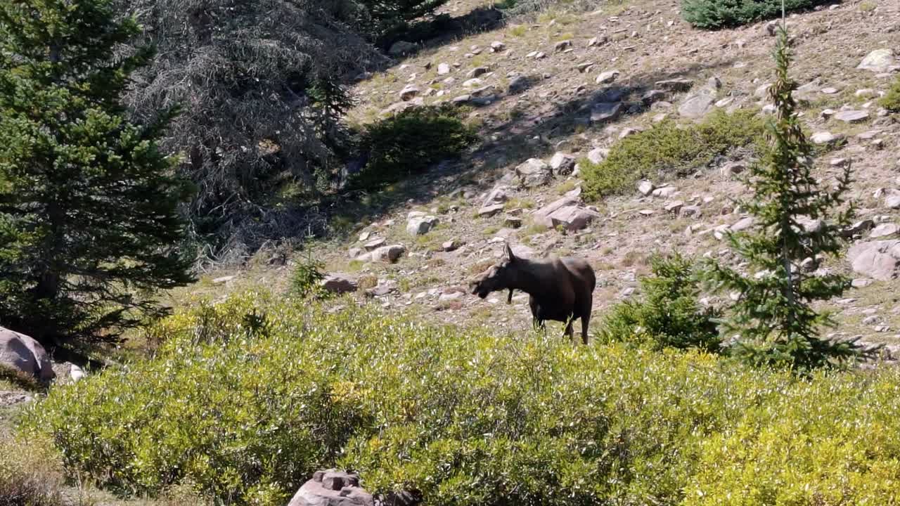 un alce hembra pastando en un gran arbusto verde en cámara lenta cerca del lago del castillo rojo inferior en el bosque nacional alto uinta entre utah y wyoming en una caminata de mochilero en un día de verano