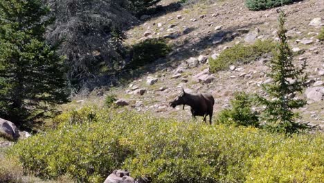 Un-Alce-Hembra-Pastando-En-Un-Gran-Arbusto-Verde-En-Cámara-Lenta-Cerca-Del-Lago-Del-Castillo-Rojo-Inferior-En-El-Bosque-Nacional-Alto-Uinta-Entre-Utah-Y-Wyoming-En-Una-Caminata-De-Mochilero-En-Un-Día-De-Verano