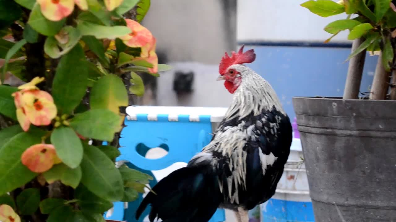 miniature rooster between plants,truck left
