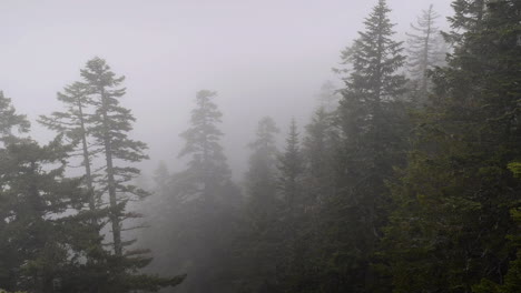 fog rolling through trees in forest