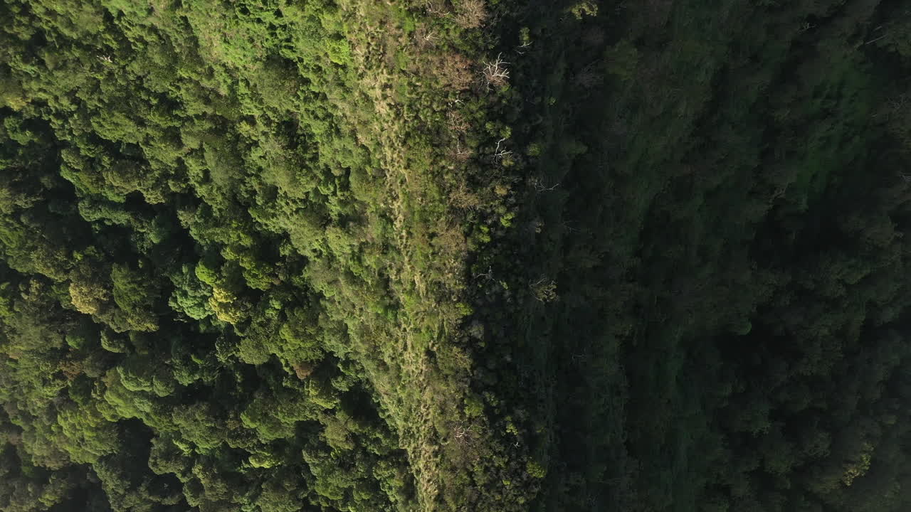 un dron de 4k disparó lentamente hacia arriba de una montaña cubierta de árboles y arbustos durante la puesta de sol en el parque nacional border ranges, nueva gales del sur en australia