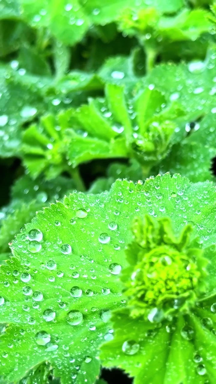 Gocce di rugiada mattutina che si raccolgono sul fogliame verde vibrante delle piante di Alchemilla vulgaris.