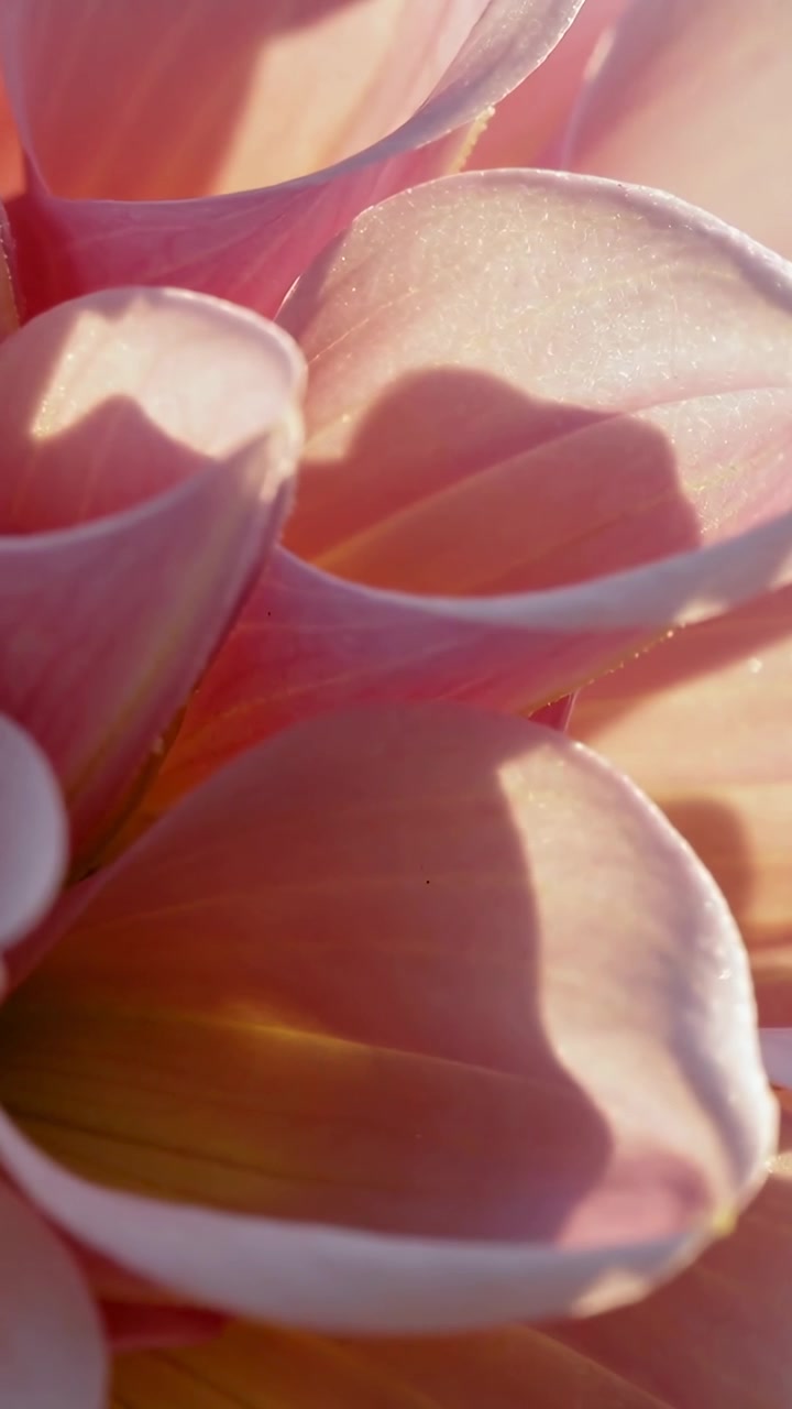 Video verticale: Telecamera che si allontana mostrando petali rosa-pesca in luce da studio, rivelando un nucleo arricciato.