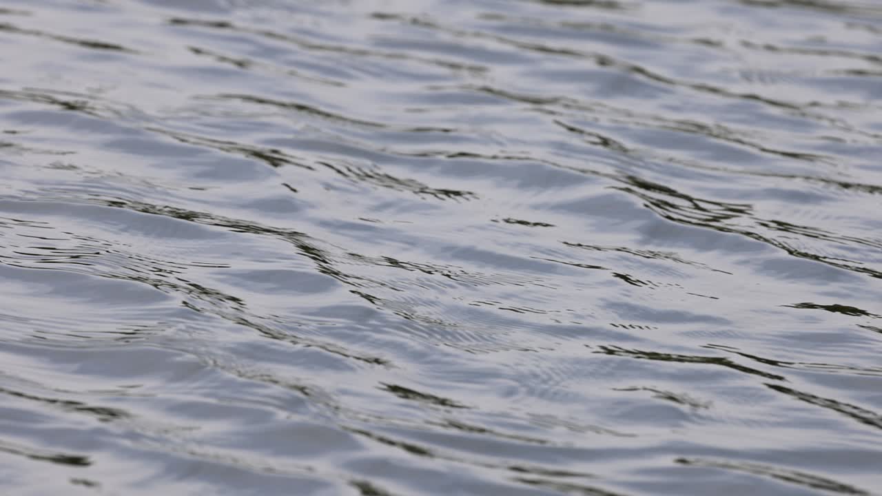 평온한 물 표면이 부드럽게 파동하고 있습니다.