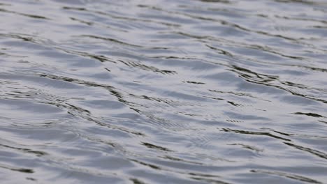 superficie de agua tranquila suavemente ondulada.
