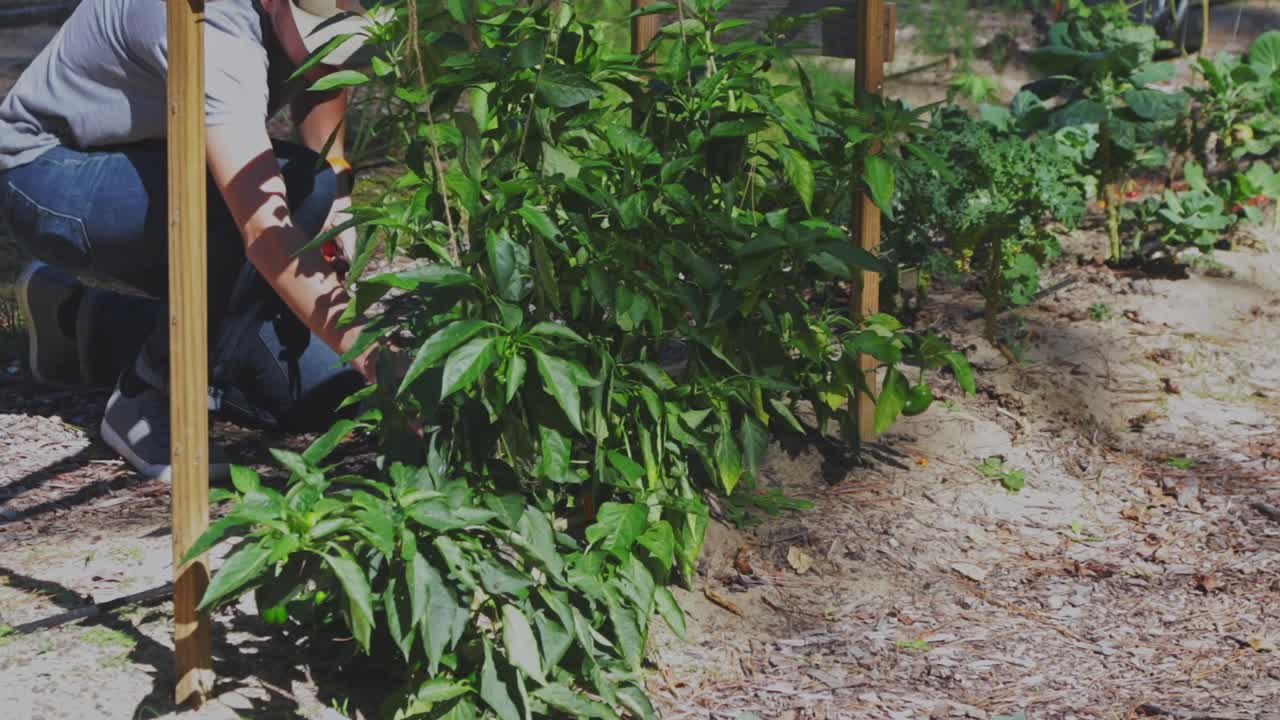 오후 중반에 고추 식물을 수확하는 남성 농부