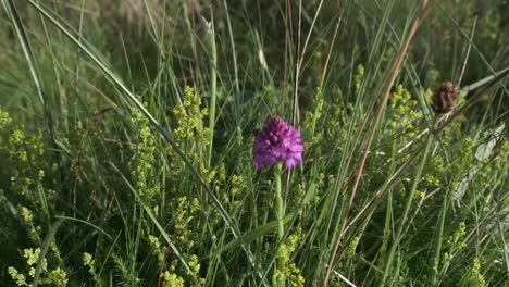 plantas silvestres de dunas y pastos con orquídea piramidal a la luz de la mañana