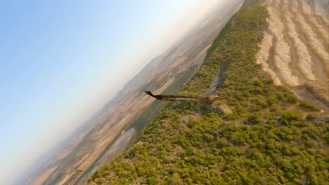 abutre griffon em voo close-up tiro em câmera lenta 240fps