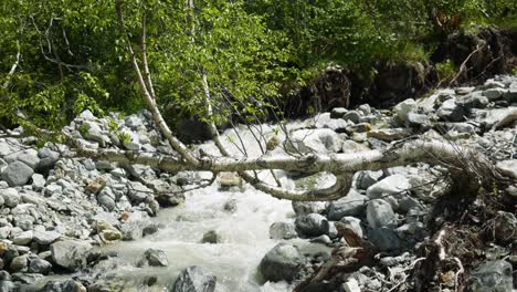 mountain stream with birch tree branches