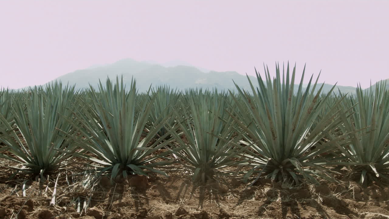 montar a caballo en campos de agave y entre las montañas en la ciudad de tequila, jalisco, méxico