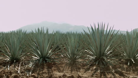 horse riding in agave fields and between the mountains in the city of tequila, jalisco, mexico