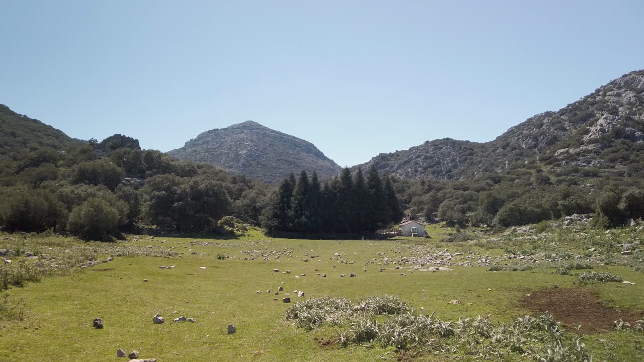 pov caminando hacia los abetos, abies pinsapo, en la sierra de cádiz, españa
