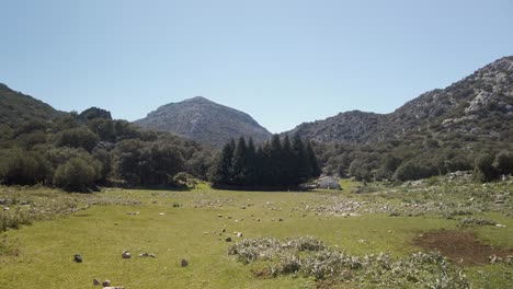 POV-Walking-toward-Spanish-Fir-Trees,-Abies-Pinsapo,-in-Sierra-de-Cadiz,-Spain