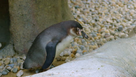 a penguin walking towards the water in slow motion, medium shot