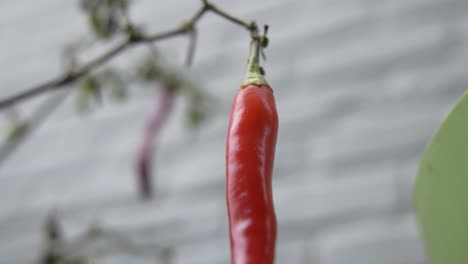 Pimiento-Rojo-Recién-Maduro-Colgando-De-La-Planta,-Agricultura-Casera,-Acercamiento