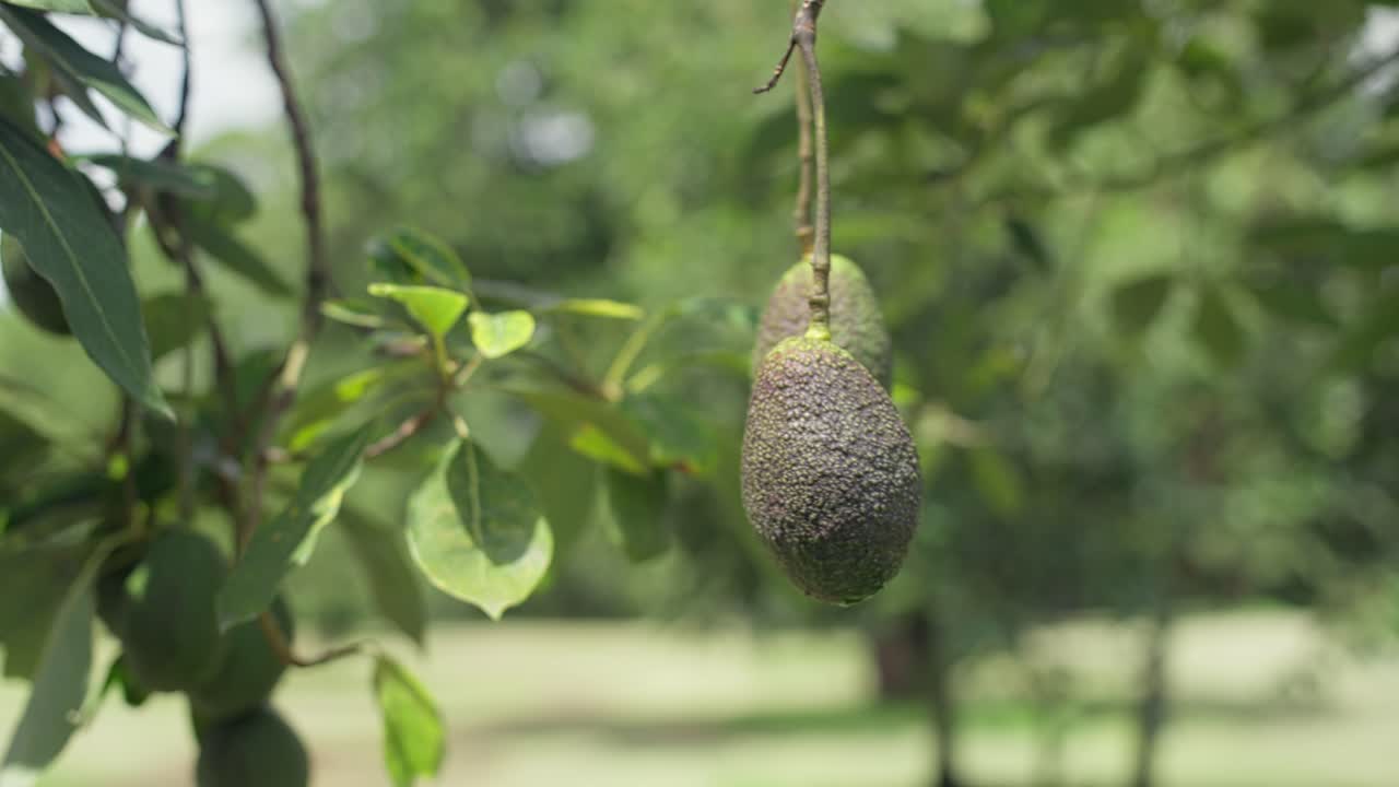 disparo en cámara lenta de una mano tomando un aguacate de un árbol en un día soleado