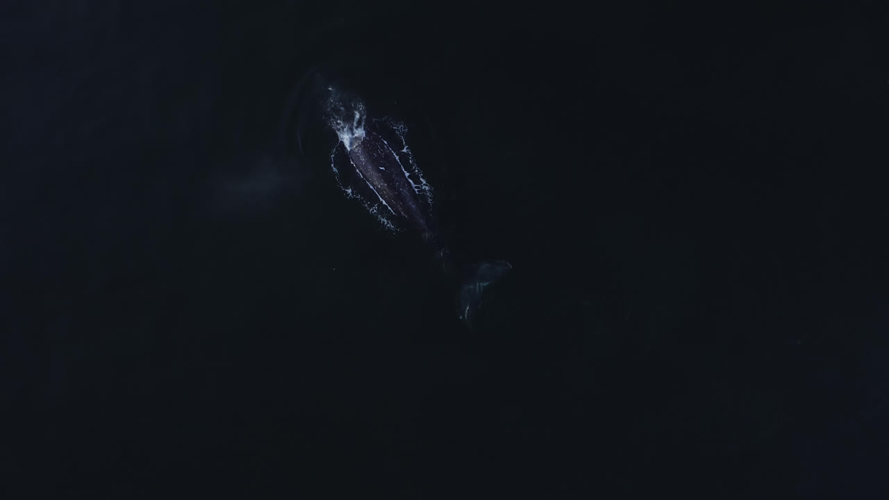 Gray Whale feeding in Pacific Ocean shallows, slow motion aerial top down view