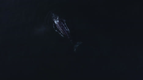 gray whale feeding in pacific ocean shallows, slow motion aerial top down view