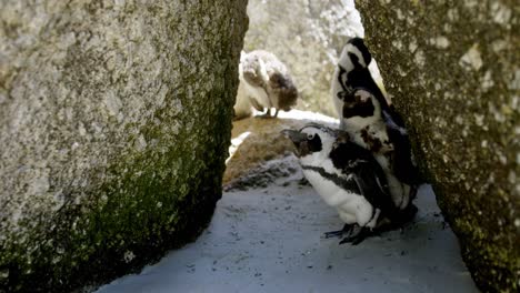 Young-penguin-birds-in-the-beach-4k