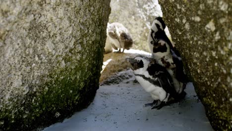 pájaros pingüinos jóvenes en la playa 4k