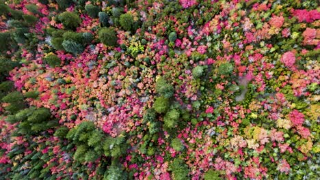 espectaculares y vibrantes hojas de otoño de color rosa, naranja y amarillo al aire libre, paisaje, árboles verdes, en un denso bosque y jardín, directamente sobre la antena giratoria ascendente