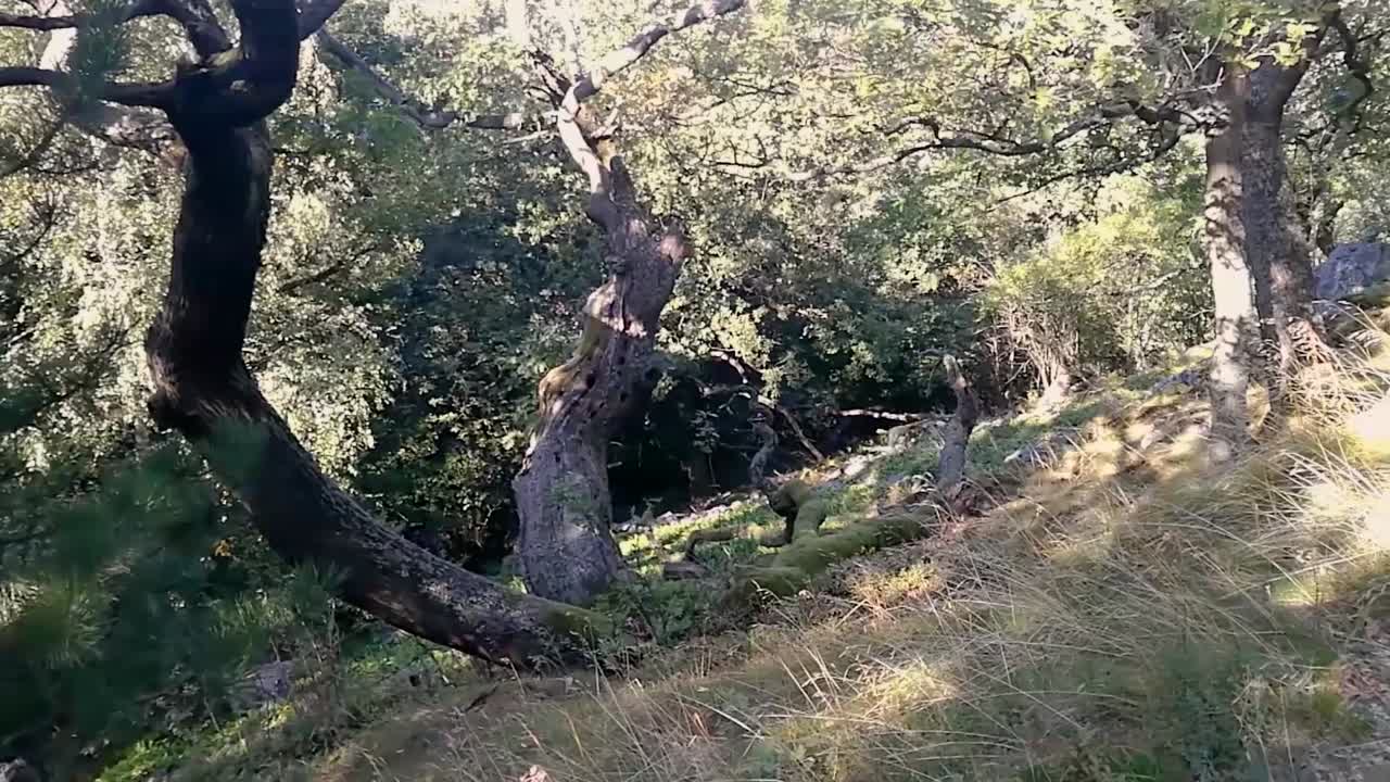 옛 곡선 나무가 가을 초에 은 날 깊은 숲에 서,  오른쪽