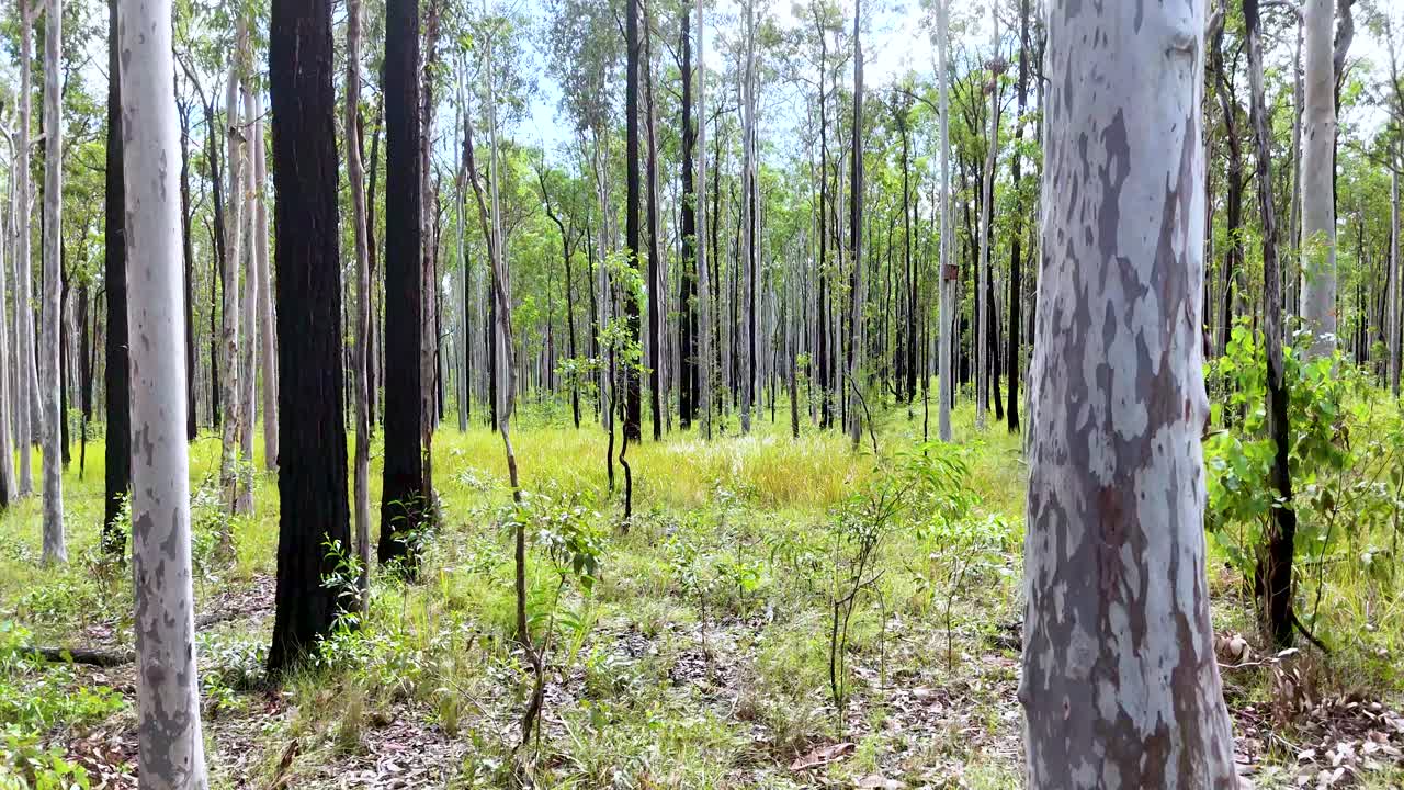 Camera glides smoothly through a sunlit eucalyptus woodland in Coffs Harbour, highlighting tall trees, green undergrowth, and natural light with steady movement