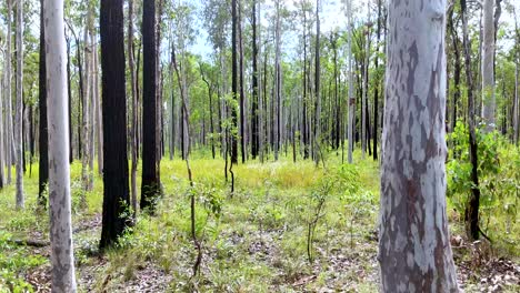 camera glides smoothly through a sunlit eucalyptus woodland in coffs harbour, highlighting tall trees, green undergrowth, and natural light with steady movement