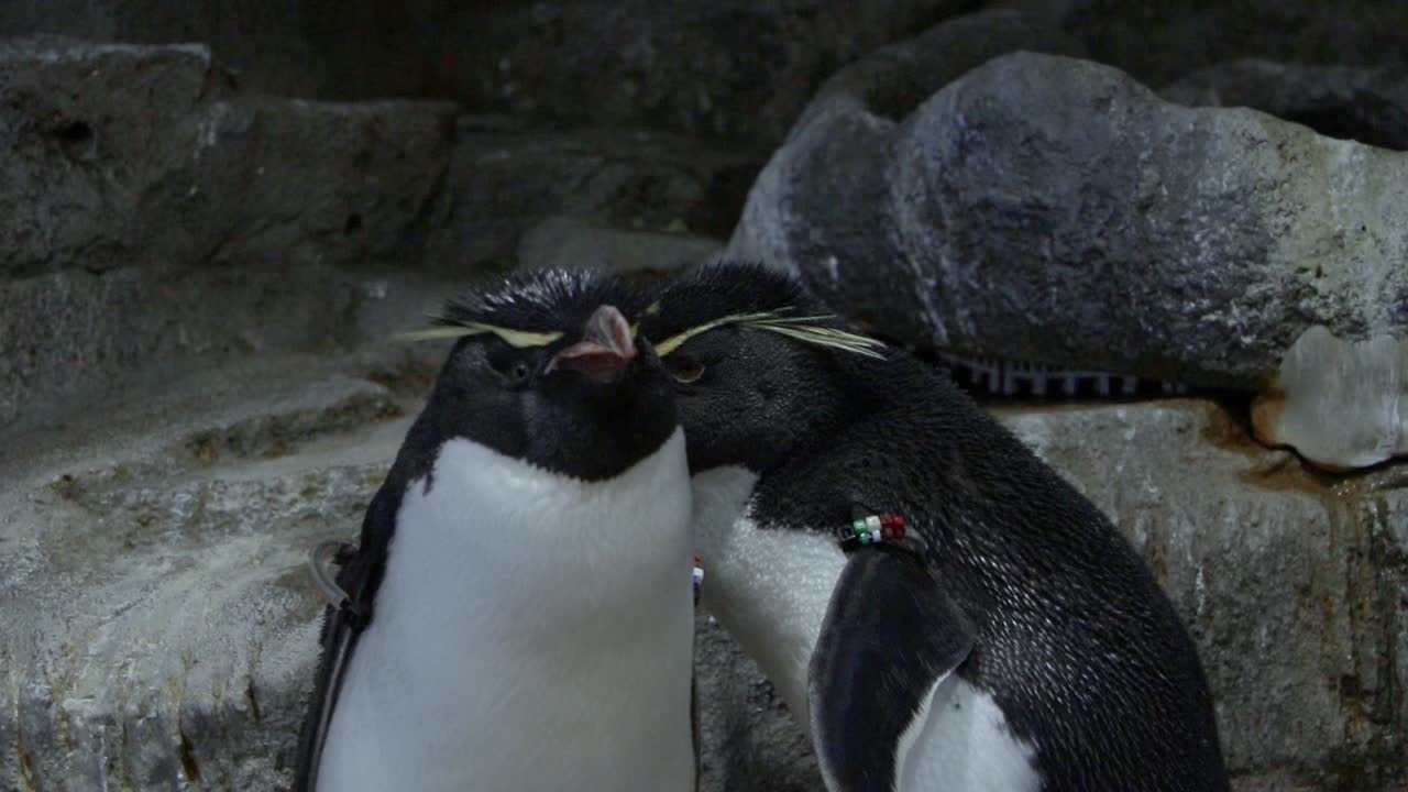 pareja de pingüinos macaroni acicalándose mutuamente