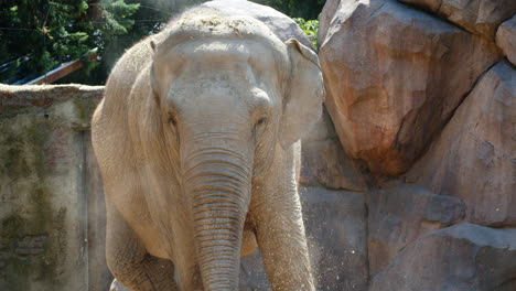 Portrait-of-Adult-Elephant-Tossing-Dirt-with-Trunk