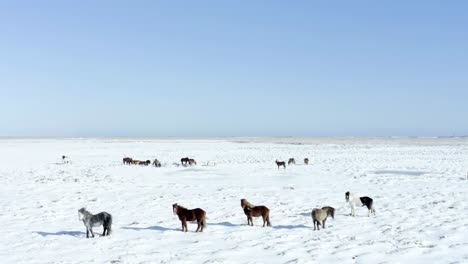 Un-Dron-Excepcional-Graba-Impresionantes-Imágenes-Cinematográficas-Mientras-Los-Caballos-Deambulan-Por-El-Terreno-Nevado-De-Islandia,-Que-Parecen-Escenas-Sacadas-Directamente-De-Una-Película.